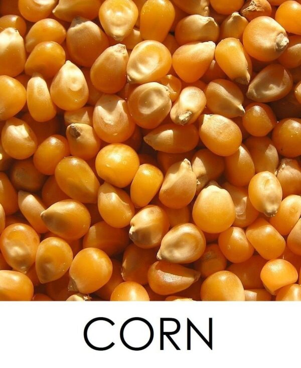 Maize/Corn (Makka)