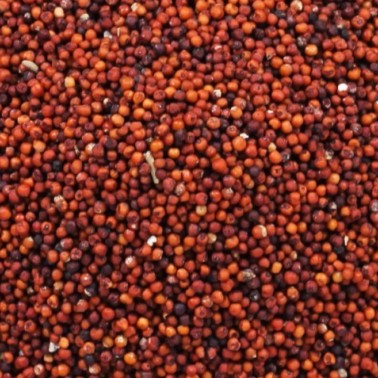 Finger Millet (Ragi)