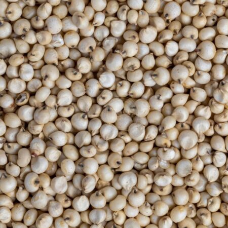 Sorghum (Jowar)