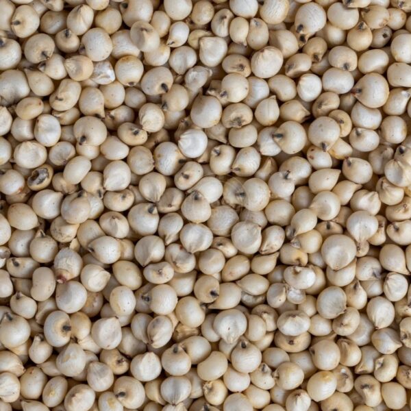 Sorghum (Jowar)